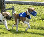 Dogobundi Basenji Th. Ernst (37)